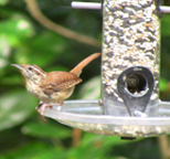 Carolina Wren